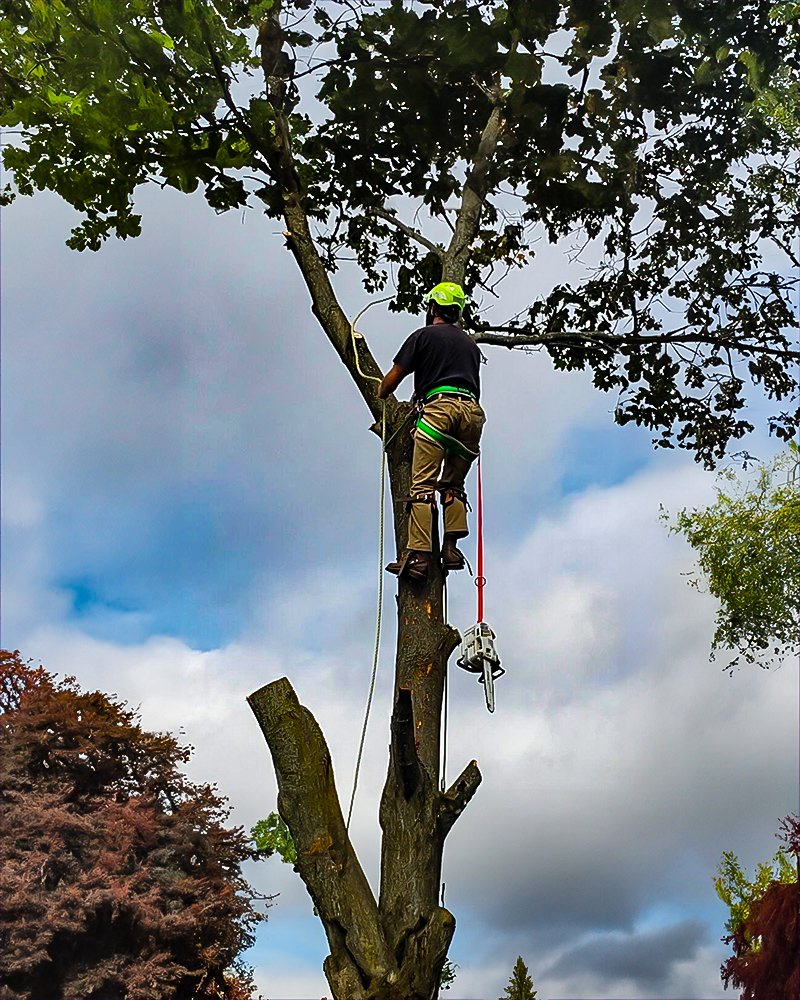 The owner of Horvath Tree Care, LLC, climbing a tree and cutting limbs off of the tree in a wooded area